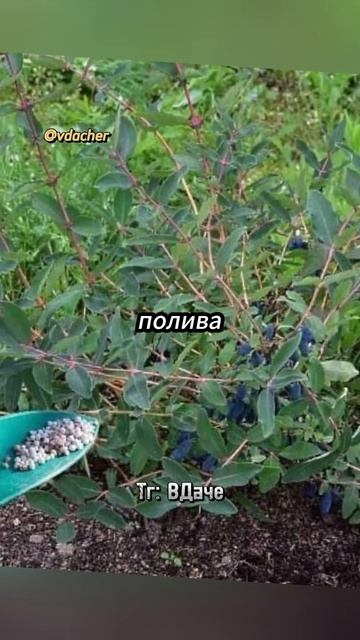 Секрет выращивания жимолости?😯#дача #огород #сад смотреть онлайн