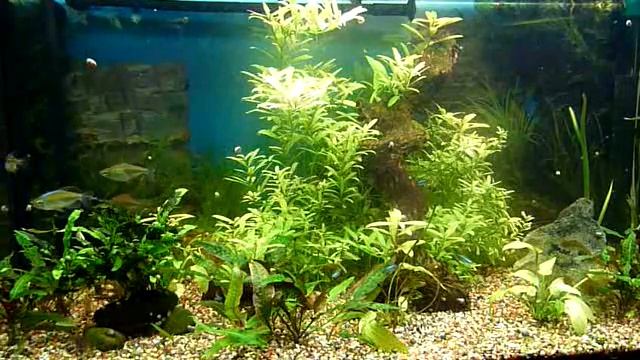 Aquarium смотреть онлайн