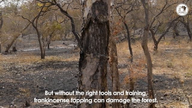 Soloman's story: growing a climate-resilient source of income смотреть онлайн