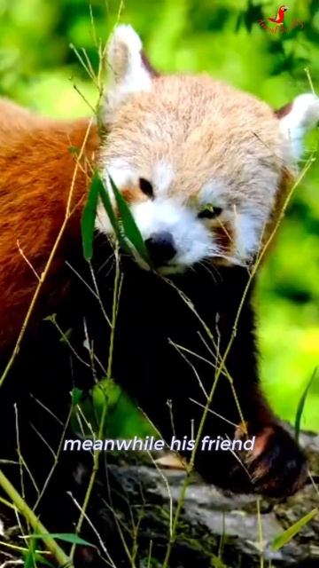 🐼🐻 THE PANDA AND THE GIRAFFE WHAT PANDAS EAT WILD ANIMALS. #4 #shotrs смотреть онлайн