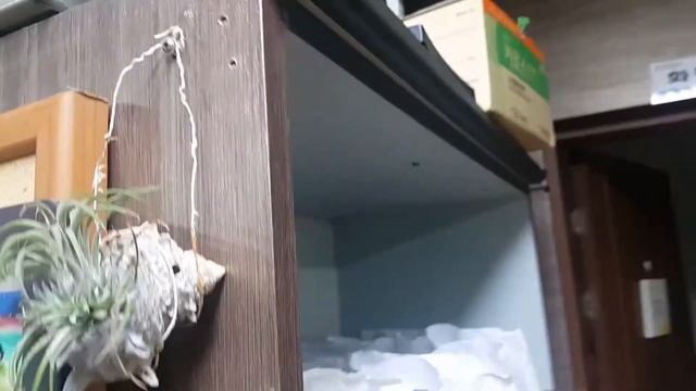 틸란드시아 смотреть онлайн