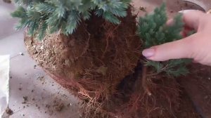 посадка можжевельника чешуйчатого Блю Стар