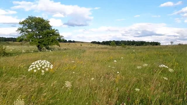 Лена, земляника смотреть онлайн