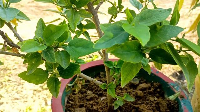 गमले में लगे पौधे की ग्रोथ नही होती तो ये वीडियो पूरी जरूर देखना ।। Best Gardening Tips смотреть онлайн