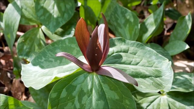Sweet Betsy Trillium For Sale смотреть онлайн