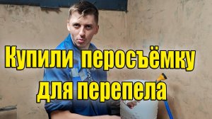 Купили перосъёмку для перепела / Аномальное тепло в январе