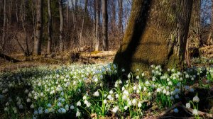 Весенний лес: пение птиц, шум ветра.
