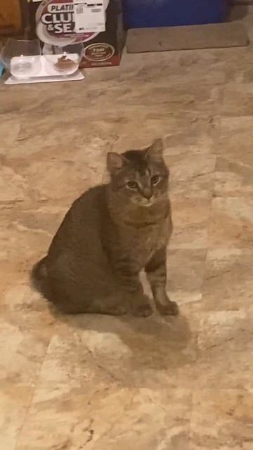 Mittens does not like her brother￼ смотреть онлайн