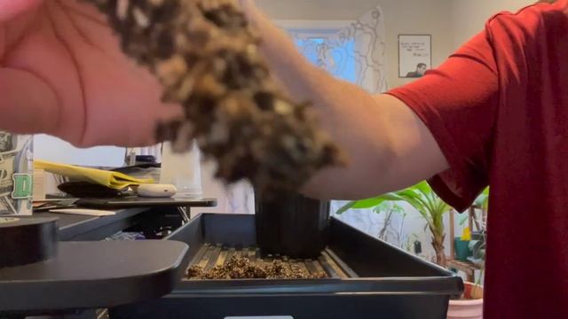A fast method to root dormant fig cuttings using bottom heat, ventilation and darkness смотреть онлайн