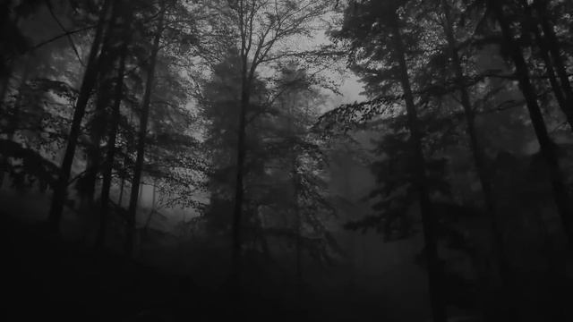 Лес, туман 🌲, дождь, раскаты грома, туманный лес смотреть онлайн