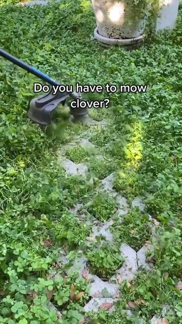 FAQ on our #cloverlawn ! #shorts #diy #grassalternative #sustainable #clover смотреть онлайн