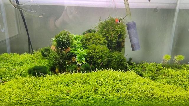 Utricularia Graminifolia смотреть онлайн