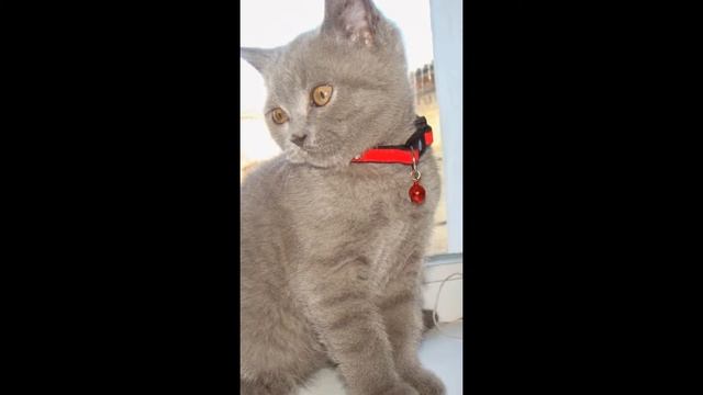 Ромочка и Афонюшка смотреть онлайн