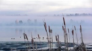 Сары камыш КАРАОКЭ . Ф. Хэбибрахманова сүз  А .Каримов көе. «Җырлыйк әле»