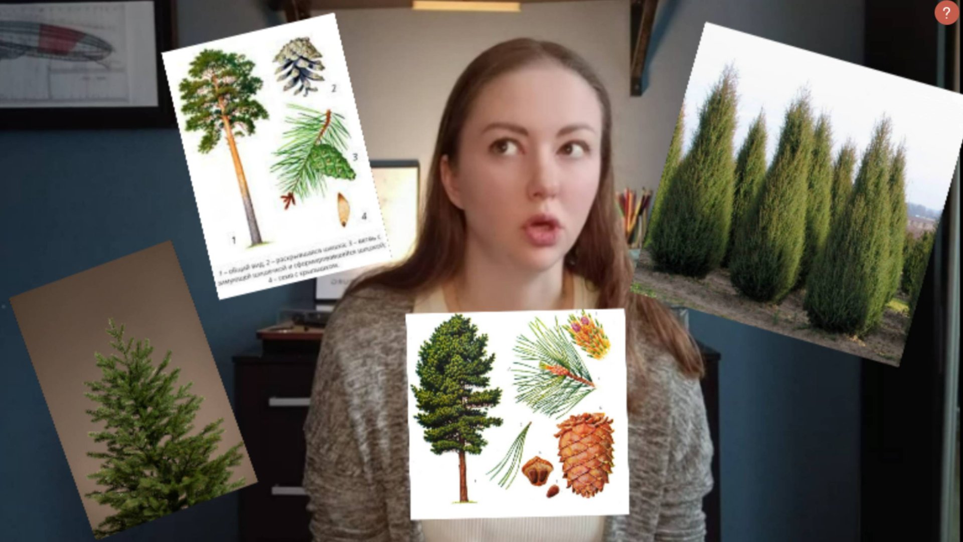 Хвойные деревья - что такое хвоя? смотреть онлайн