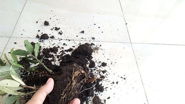 Bonggol akar Zamia Culcas varigata | #zzplant смотреть онлайн