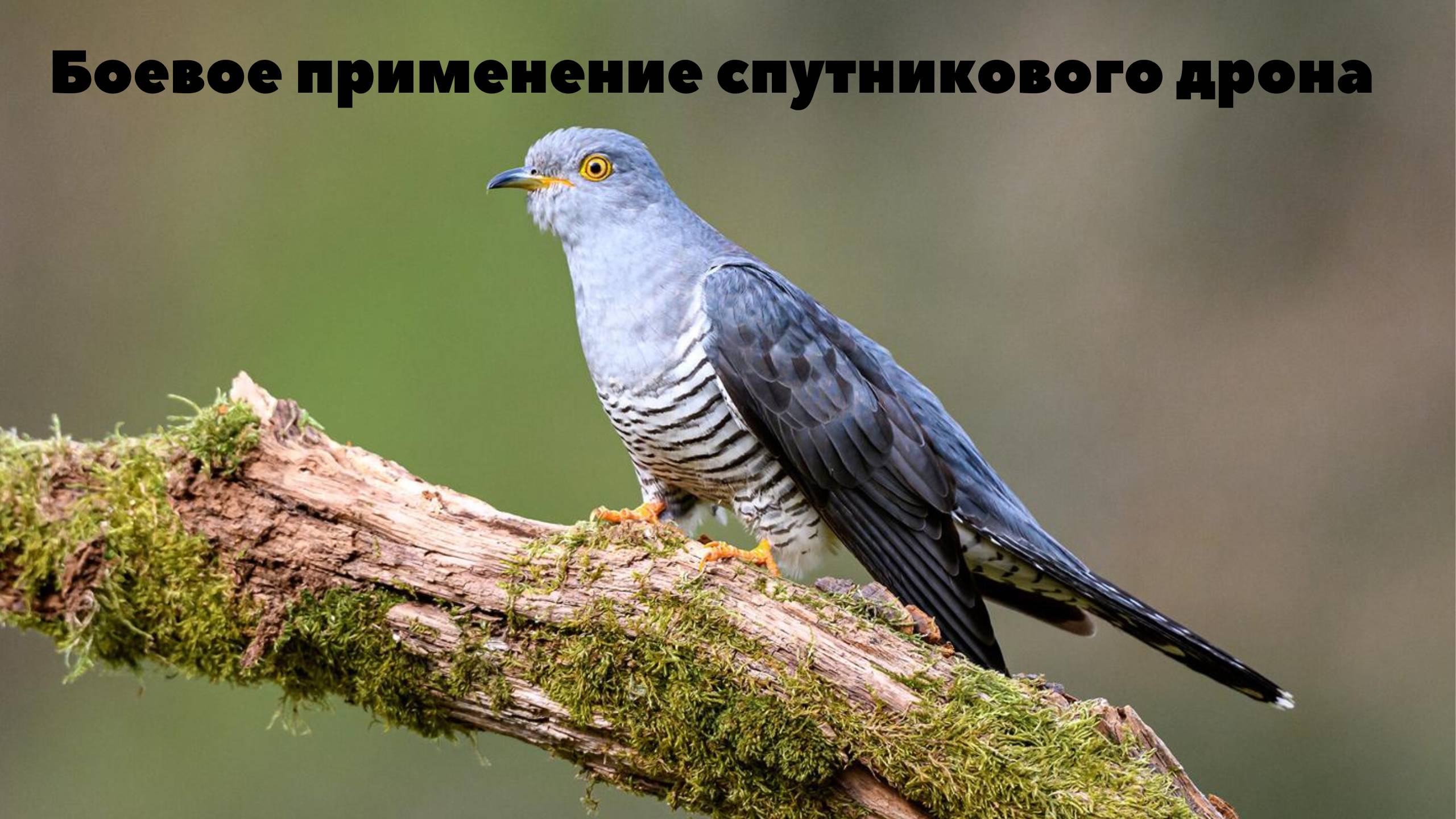 Первое боевое применение спутникового дрона в СВО смотреть онлайн