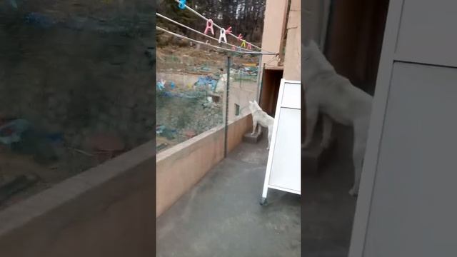 Is This Fighting? Korean Dogs корейская собака Cani coresi Chiens Coréens Perros coreanos cães Hund смотреть онлайн