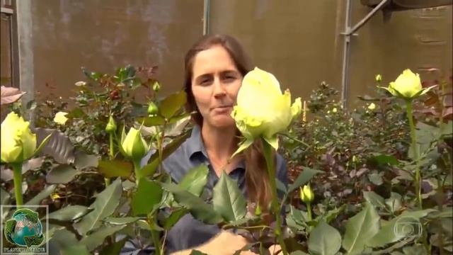 O Mundo Encantado das Flores ✿❀❁ Globo Repórter смотреть онлайн