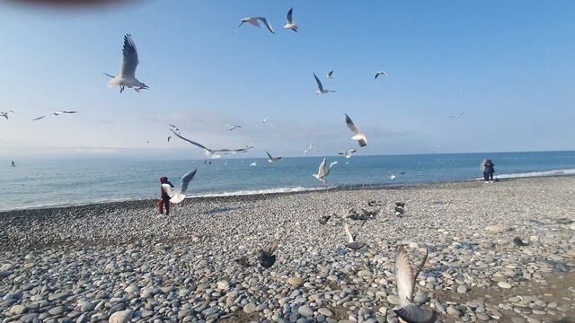 Привет, Привет из Сочи. Море, солнце и птицы. смотреть онлайн