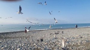 Привет, Привет из Сочи. Море,  солнце и птицы.