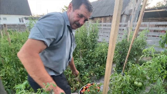 Все буде 🇺🇦 Приїхали клієнти по ПОМІДОРИ🍅 смотреть онлайн