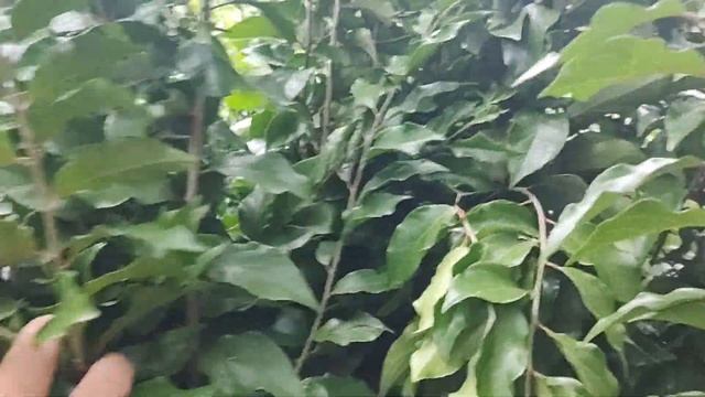 frutíferas produzindo em vaso cajá caqui jabuticaba acerola dovialis doce pinha mirtilo figo manga смотреть онлайн
