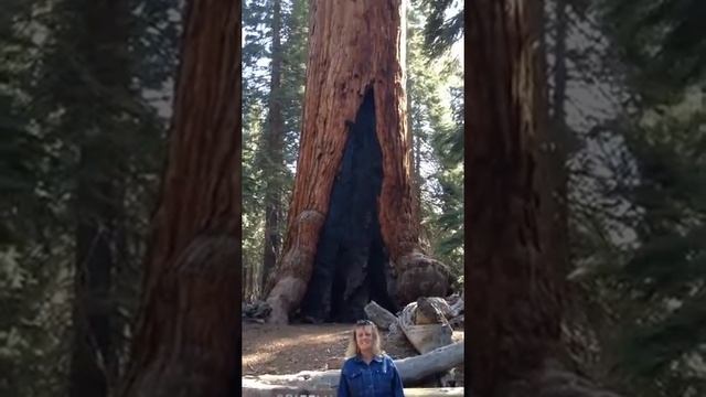 grizzly giant. Mariposa Grove смотреть онлайн