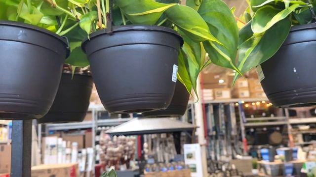 That was unexpected! Insane Plant finds at Lowe’s & Home Depot! Plant Shopping Big Box Store! смотреть онлайн