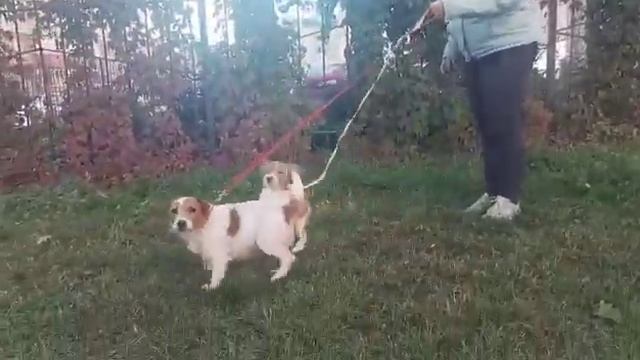 Джек расселл терьер. смотреть онлайн