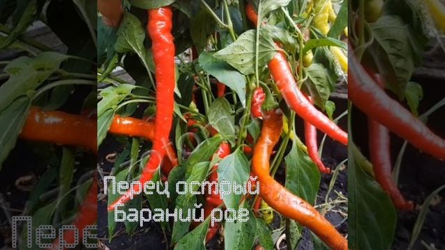 Перец острый Бараний рог 💜 смотреть онлайн