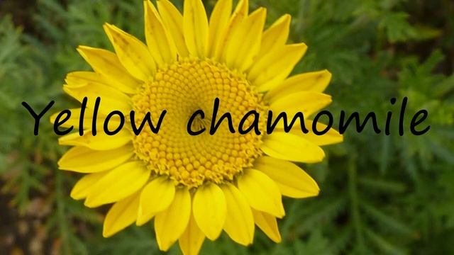 How to Pronounce Yellow chamomile? смотреть онлайн