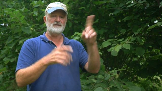 Hybrid Hazelnuts in the Midwest with Mark Shepard смотреть онлайн