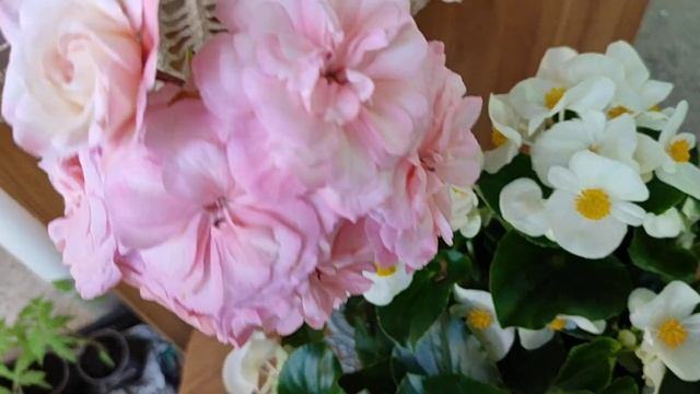 ОБЗОР БЕГОНИИ И ПЕЛАРГОНИЯ ЛЕОНА ГАЛАКТИКА 🥰❤❤❤#цветоводство#бегония #пеларгония#цветовод#май#обожа смотреть онлайн