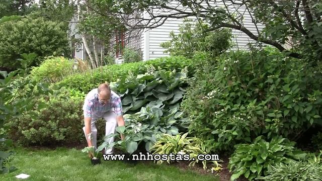 Giant Hostas - When Size Matters смотреть онлайн