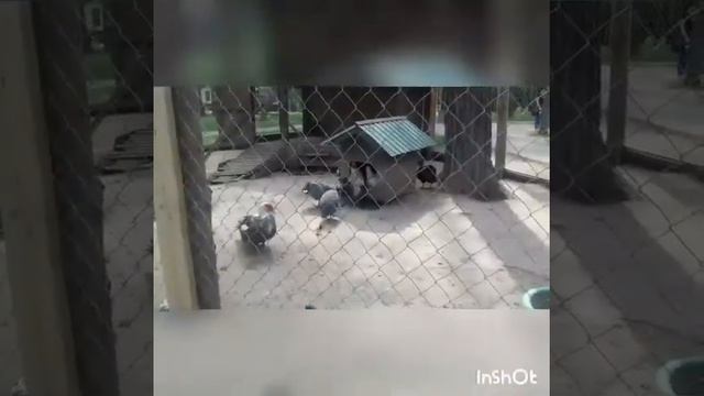 Видео 35. Зоопарк. смотреть онлайн
