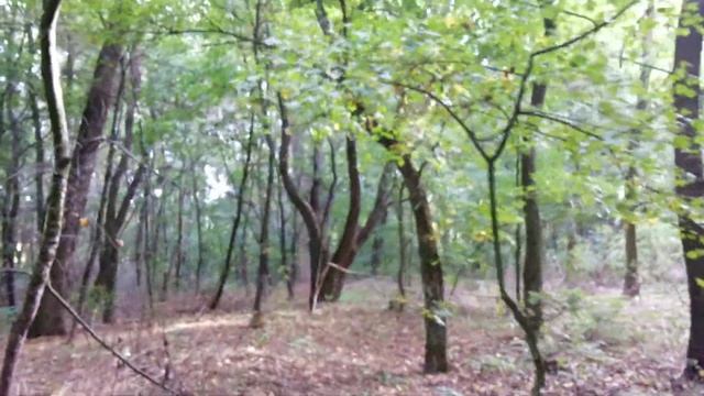 ПОМЕСТЬЕ ПАНОВ ЧЕРНОВСКИХ!! МАЛЕНЬКАЯ СОФИЕВКА!! СОТЫ ШЕРШНЕЙ!! смотреть онлайн