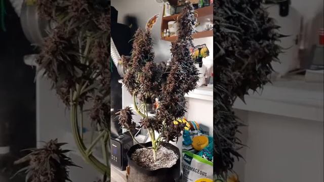 Harvest time!! AutoFlower Grow Series 1 #g13 смотреть онлайн
