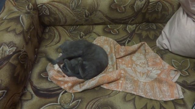 Дневники Дымки смотреть онлайн