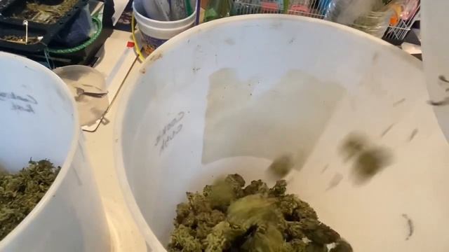FINAL WEIGHT of Mango Kush by Crop King grown under a single Mars Hydro TS1000! Our BEST yet! смотреть онлайн