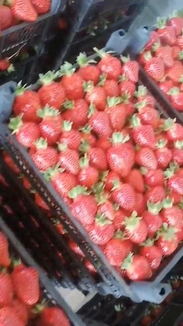 Клубника🍓 оптом смотреть онлайн