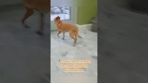 Как собаки переносят чистку зубов без наркоза?