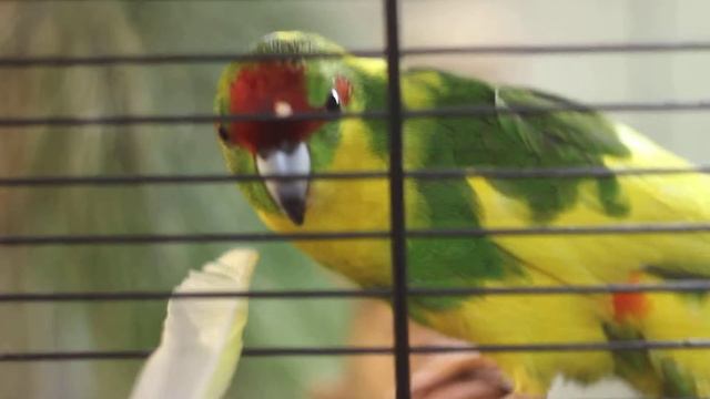 Марис и перо смотреть онлайн