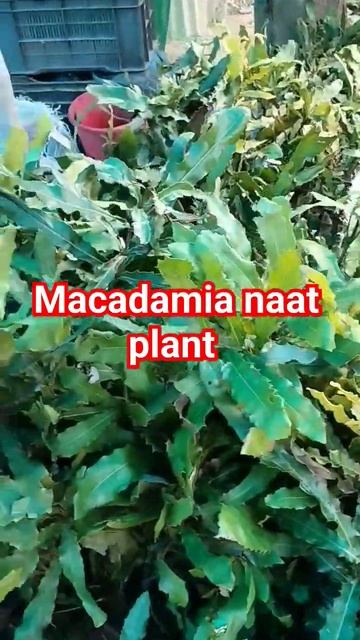 macadamia naat plant all variety available all over India supplier contact 8011075895/8638896942 смотреть онлайн