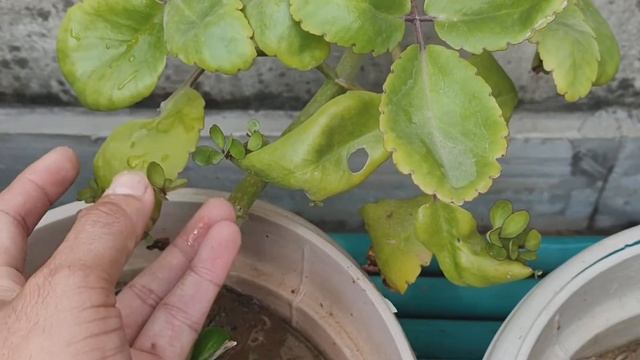 अपने आप मुफ्त तैयार हो जाते है पथरचट्टा के सैकड़ो पौधे|Self producing hundreds of baby plants| смотреть онлайн