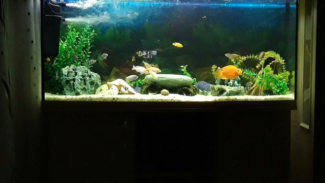 Цихлиды кушают огурец смотреть онлайн