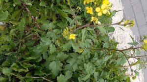 Сурепка обыкновенная