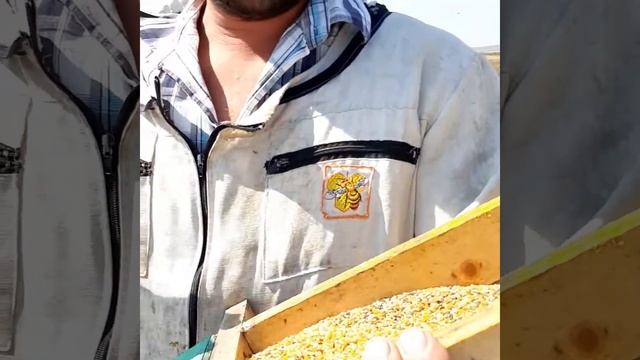 Пыльца - кладезь витаминов. Мёд Исмаил. смотреть онлайн