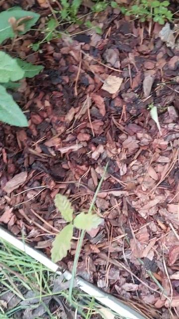 Сад с хвойными, гортензиями и розами ч.75 Новосибирск смотреть онлайн