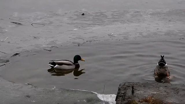 Парк Дельфин в Воронеже и утки. Park Dolphin in Voronezh and ducks. Nikon Coolpix P1000 смотреть онлайн